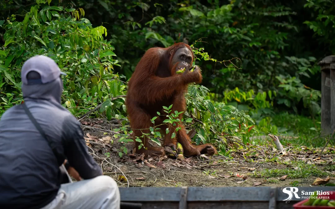 Borneo Orangutan Survival