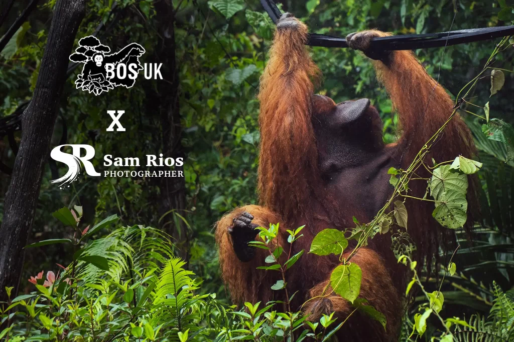SAM00347- BOS