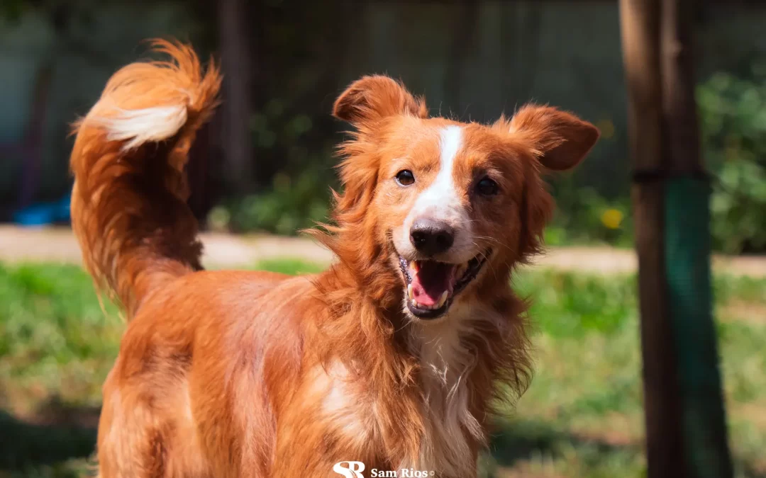 Alaar Animal Shelter